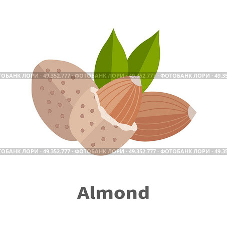 Almond Nuts Vector Illustration in Flat Design. Almond nuts vector in flat design. Traditional raw, salty of fried snack. Diet product, culinary ingredient, spice, source of vitamins, elements, fatty acids and essential oils. Isolated on white. Стоковая иллюстрация, агентство Ingram Publishing / Фотобанк Лори