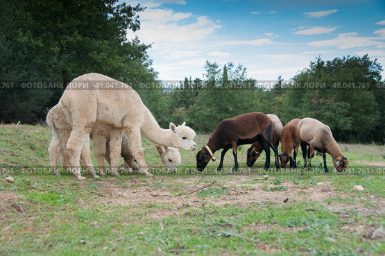 Alpacas grazing with Cameroon sheep. Стоковое фото, агентство Ingram Publishing / Фотобанк Лори