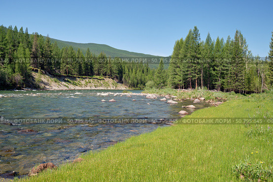 Altai river Bashkaus. Grass bank meadow is on foreground, taiga forest is on background. Стоковое фото, фотограф Сергей Пристяжнюк (Serg Zastavkin) / Фотобанк Лори