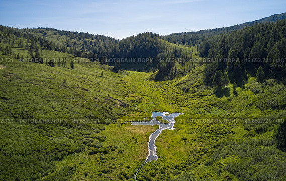 Altai valley of a stream with Dasiphora fruticosa bushes. Slopes are covered with dwarf birch and larch trees. Стоковое фото, фотограф Сергей Пристяжнюк (Serg Zastavkin) / Фотобанк Лори