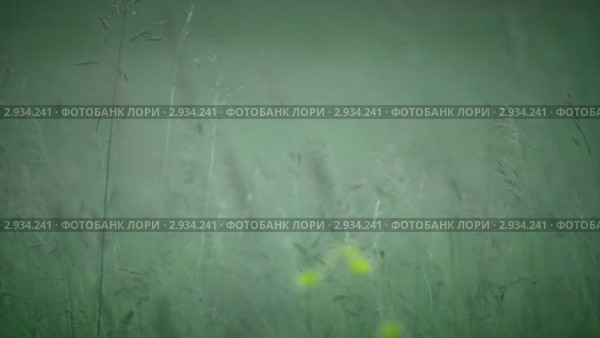Алтайский воин. Стоковое видео, видеограф Павел Меняйло / Фотобанк Лори
