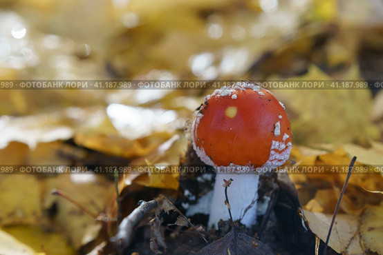 Amanita muscaria, commonly known as fly agaric or fly amanita. Hallucinogen mushroom Fly Agaric in grass on autumn forest background. Macro close up in natural environment. Side view. Стоковое фото, фотограф YuryKara / Фотобанк Лори
