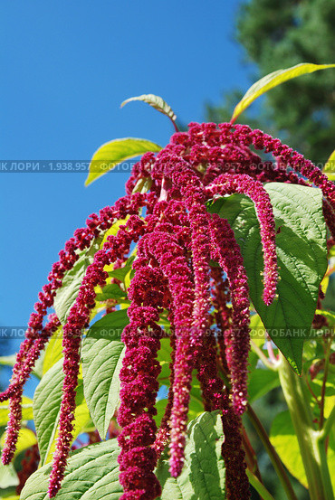 Амарант (Amaranthus) Стоковое фото, фотограф Ольга Визави / Фотобанк Лори