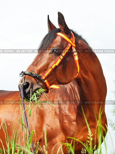 amazing breed stallion in spain halter sunny day. Стоковое фото, агентство Ingram Publishing / Фотобанк Лори