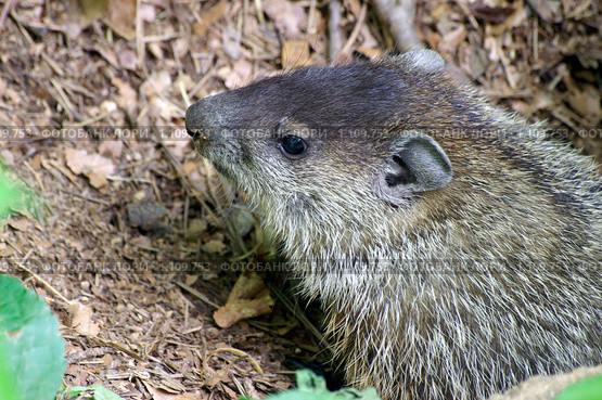 Американский лесной сурок  (лат. Marmota monax, woodchuck) Стоковое фото, фотограф Ирина Кожемякина / Фотобанк Лори