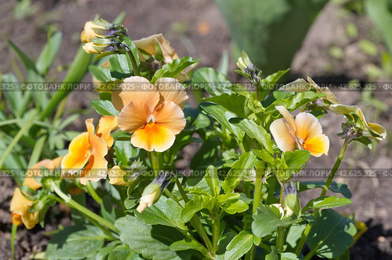 Ампельная виола Виттрока золотисто-желтая (Viola Wittrockiana Golden Yellow) цветет на клумбе в саду. Стоковое фото, фотограф Елена Коромыслова / Фотобанк Лори