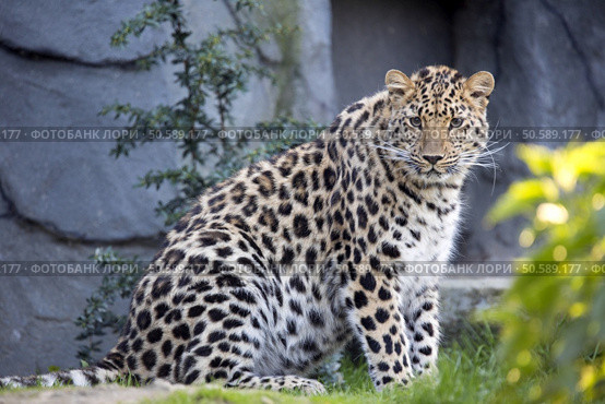 Amur Leopard, Panthera pardus orientalis, is probably the most beautifully colored leopard. Стоковое фото, агентство Ingram Publishing / Фотобанк Лори