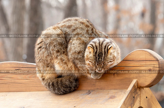 Амурский лесной кот. Стоковое фото, фотограф Павел Сапрыкин / Фотобанк Лори