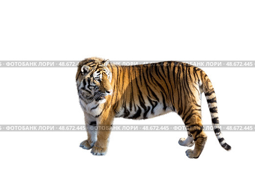 Амурский тигр на белом фоне. big Amur tiger on a white background. Стоковое фото, фотограф Татьяна Д / Фотобанк Лори
