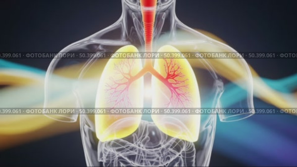 An abstract representation of the human respiratory system. Lungs are highlighted with colorful waves flowing around the torso, symbolizing breath and vitality. Стоковое AI-видео, аниматор Ольга Невская / Фотобанк Лори