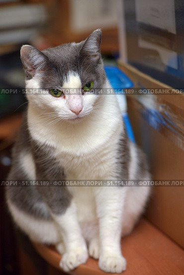 An adult gray and white cat sitting on a wooden surface indoors. The animal has expressive green eyes and thick short fur. The cat looks calm and a little thoughtful, his pose conveys a sense of confidence and peace. The background is slightly blurred, which emphasizes the main focus on the pet. This photo is perfect for topics related to pets, comfort, caring for cats and the life of pets in the house. Стоковое фото, фотограф Анна Кривицкая / Фотобанк Лори