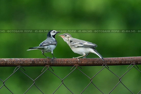 an adult wagtail bird sits on a fence and feeds its chick with insects from its beak, a summer day. Стоковое фото, фотограф ~✿Eлена Челышева(Кочина)✿~ / Фотобанк Лори