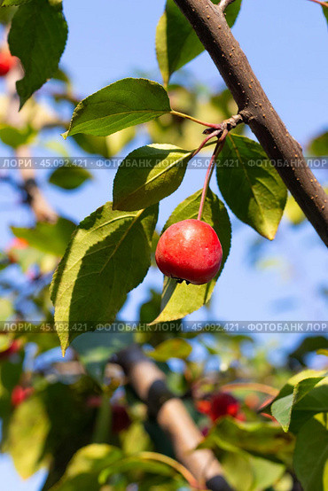 An apple of red color and small size hanging on a branch of an apple tree with green leaves. Стоковое фото, фотограф Маргарита Розова / Фотобанк Лори