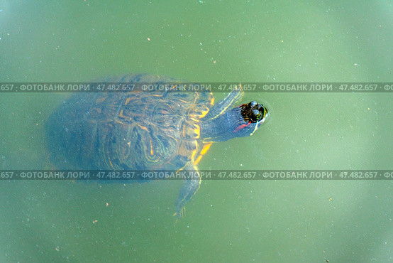 An aquatic turtle partially submerged in murky green water. The turtle's head is visible above the surface, as is its shell with its characteristic pattern. The turtle has red stripes on its head - it may be a red-eared slider turtle (Trachemys scripta elegans), a common species in ponds and home aquariums. The water is calm, giving the shot a sense of peace. Стоковое фото, фотограф Анна Кривицкая / Фотобанк Лори