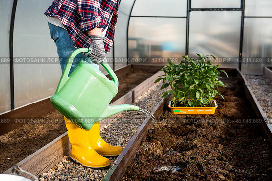 An elderly farmer woman waters bell pepper seedlings from a watering can. It is planted in the ground. The concept of spring planting of vegetables and agriculture. Стоковое фото, фотограф Photojuli / Фотобанк Лори