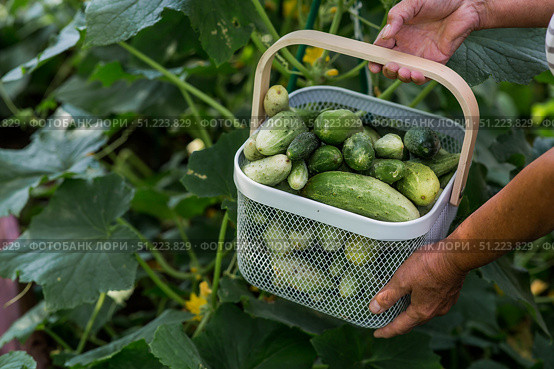 An elderly farmer woman with a basket of cucumbers in a summer garden. Close-up of a basket of vegetables. The concept of harvesting in a garden. Стоковое фото, фотограф Photojuli / Фотобанк Лори