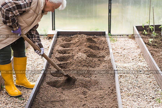 An elderly woman with a shovel prepares the ground before planting a plant. Seedlings are planted in the ground in a greenhouse. The concept of spring planting of vegetables and agriculture. Стоковое фото, фотограф Photojuli / Фотобанк Лори