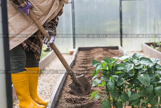 An elderly woman with a shovel prepares the ground before planting a plant. Seedlings are planted in the ground in a greenhouse. The concept of spring planting of vegetables and agriculture. Стоковое фото, фотограф Photojuli / Фотобанк Лори