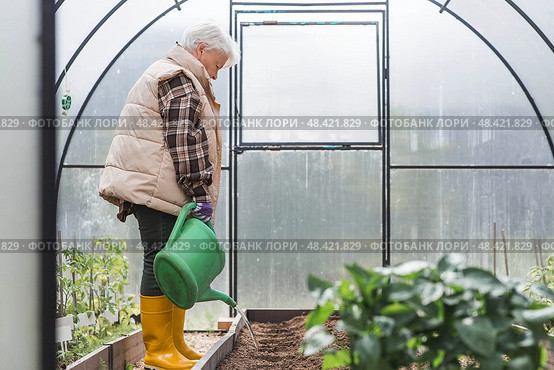 An elderly woman with a watering can waters the ground before planting a plant. Seedlings are planted in the ground in a greenhouse. The concept of spring planting of vegetables and agriculture. Стоковое фото, фотограф Photojuli / Фотобанк Лори