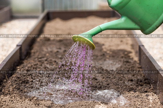 An elderly woman's hands are holding a watering can. The farmer waters the garden with solutions of potassium permanganate from diseases and pests before planting seedlings in the ground. Close-up. The concept of spring planting of vegetables and agriculture. Стоковое фото, фотограф Photojuli / Фотобанк Лори