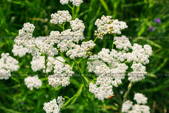 An image of Common yarrow, Achillea millefolium. Стоковое фото, фотограф Марина Демидюк / Фотобанк Лори