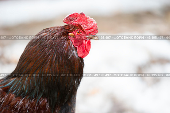 An important black rooster with a red beard and a crest in profile. Стоковое фото, фотограф Лазаренко Светлана / Фотобанк Лори