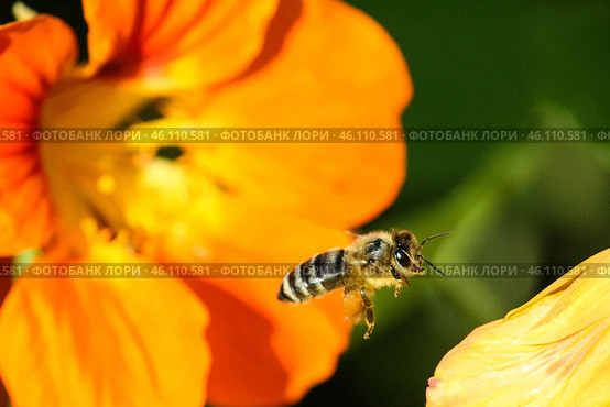 An orange bee fly with pollen pollinates a yellow nasturtium flower. Стоковое фото, фотограф Татьяна Куклина / Фотобанк Лори