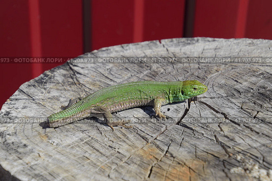 An ordinary quick green lizard. Lizard on the cut of a tree stump. Sand lizard, lacertid lizard. Стоковое фото, фотограф Леонид Еремейчук / Фотобанк Лори