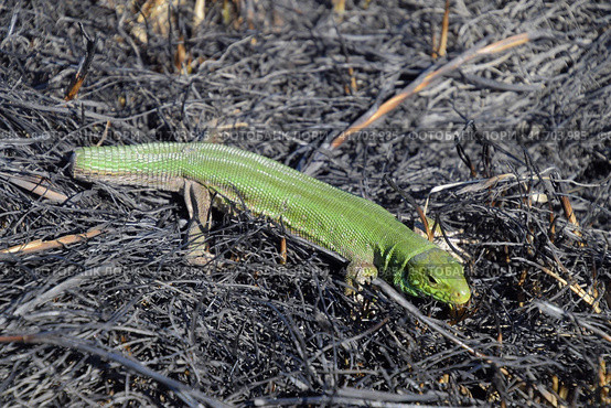 An ordinary quick green lizard. Lizard on the ground amidst ash and ash after a fire. Sand lizard, lacertid lizard. Стоковое фото, фотограф Леонид Еремейчук / Фотобанк Лори