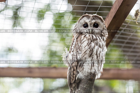 An owl, looking at the camera, sits in an enclosure at the zoo. Night bird of prey close-up. A wild animal. Close-up. A forest bird on a private eco-farm. Стоковое фото, фотограф Photojuli / Фотобанк Лори
