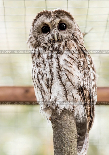 An owl, looking at the camera, sits in an enclosure at the zoo. Night bird of prey close-up. A wild animal. Close-up. A forest bird on a private eco-farm. Стоковое фото, фотограф Photojuli / Фотобанк Лори