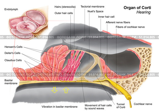 Anatomy of the organ of Corti, part of the cochlea of the inner ear. Стоковое фото, фотограф Stocktrek Images, Inc. / ТАСС / Фотобанк Лори