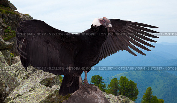 Андский кондор (лат. Vultur Gryphus) с расправленными крыльями, крупным планом, на скале в горах. Стоковое фото, фотограф Яков Филимонов / Фотобанк Лори