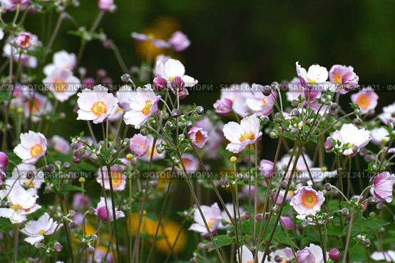Anemone hupehensis variety japonica - perennial ornamental flower. Стоковое фото, фотограф Володина Ольга / Фотобанк Лори