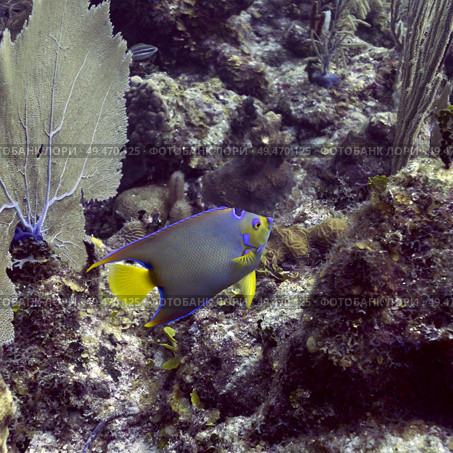 Angelfish and coral underwater, Belize. Стоковое фото, агентство Ingram Publishing / Фотобанк Лори