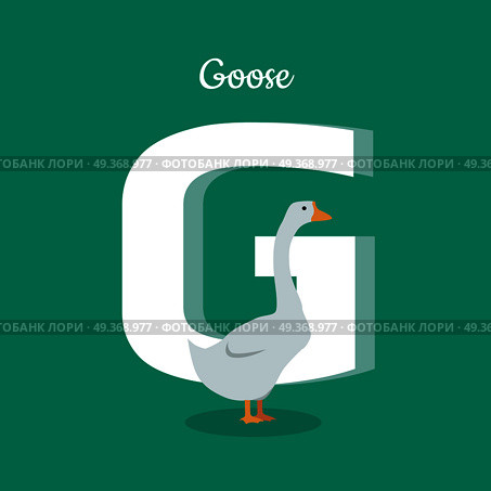 Animal alphabet vector concept. Flat style. Zoo ABC with domestic bird. Fatty goose standing on green background, letter G behind. Educational glossary. For children s books, textbooks illustrating. Animal Alphabet Concept in Flat Design. Animal Alphabet Concept in Flat Design. Стоковая иллюстрация, агентство Ingram Publishing / Фотобанк Лори
