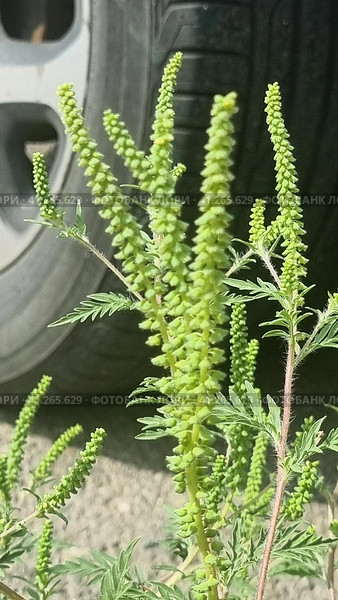 Annual ragweed, Common ragweed, Bitter-weed, Hog-weed, Roman wormwood (Ambrosia artemisiifolia), blooming, Стоковое фото, фотограф Анна Кривицкая / Фотобанк Лори