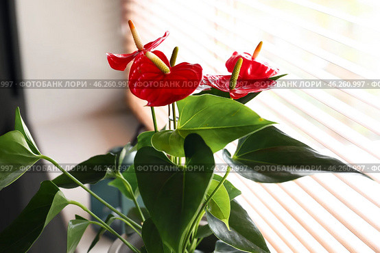 Anthurium flower in pot on windowsill, closeup. Стоковое фото, фотограф Pixel_shot / Фотобанк Лори