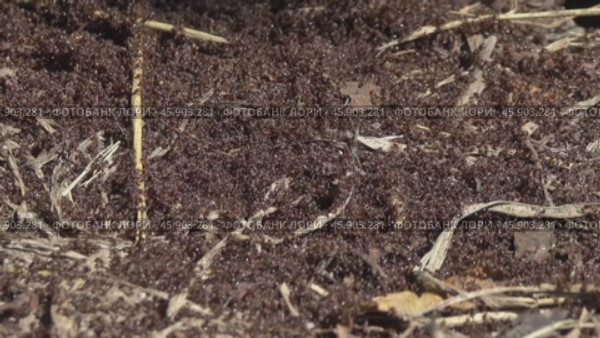 Ants crawling on anthill in woods. Стоковое видео, видеограф Михаил Коханчиков / Фотобанк Лори