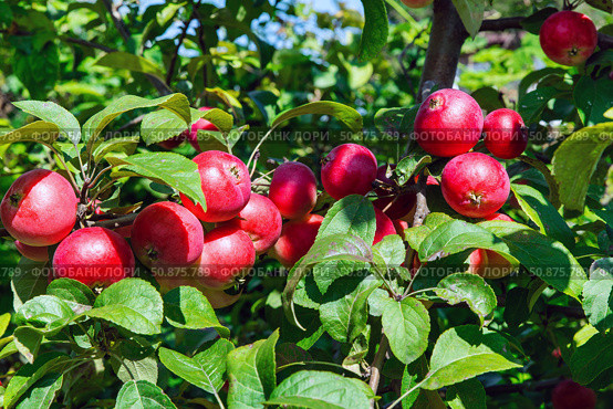 Apple tree in the garden in the bright sun. Red ripe apples on the branch. Стоковое фото, фотограф Дмитрий Кобзев / Фотобанк Лори