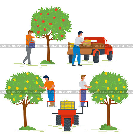 Apple tree with ripe fruits vector, people working in garden. Gardening and farming, lorry for products transportation, man on machine lifter flat style. Picking apple concept. Flat cartoon. Harvesting People in Gardens Apple Trees and Lorry. Стоковая иллюстрация, агентство Ingram Publishing / Фотобанк Лори
