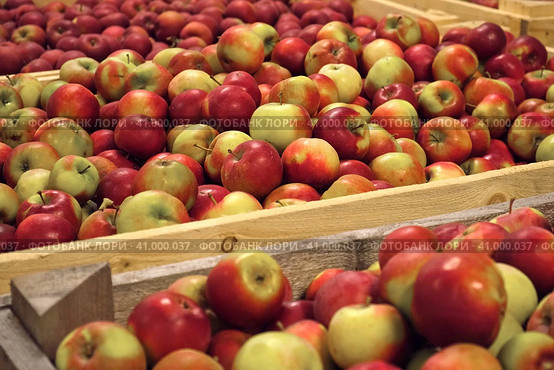 Apples in Wood Crates Ready for Shipping. Cold Storage Interior. Large Distribution Warehouse with Apples. Video Footage for Advertising. Juice, Cider, Vinegar Production. Food Factory. Fruit Industry. Стоковое фото, фотограф Марина Демидюк / Фотобанк Лори