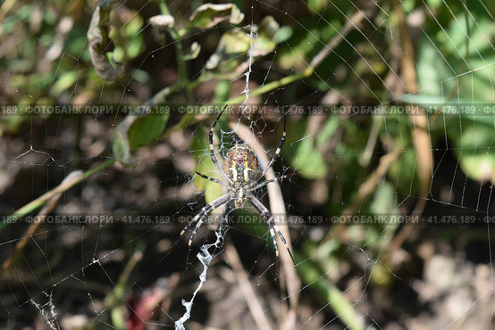 Argiopa Spider on the web. Стоковое фото, фотограф Леонид Еремейчук / Фотобанк Лори