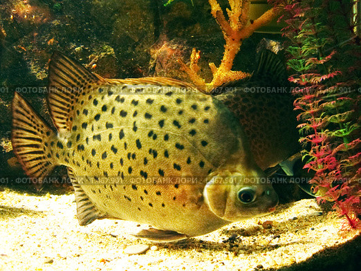 Аргус крапчатый или пятнистый (Scatophagus argus atromaculatus) Стоковое фото, фотограф ИВА Афонская / Фотобанк Лори