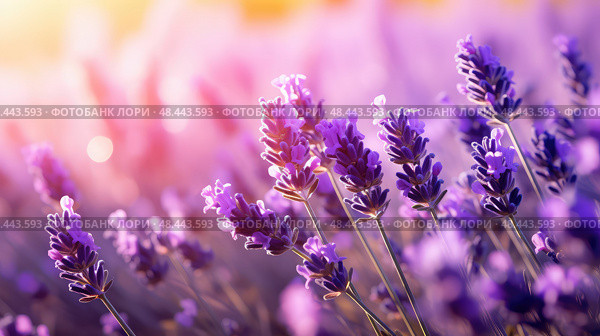 aromatherapy essentail oil ai generated. Стоковое AI-изображение, AI-художник Vectorwin / Фотобанк Лори