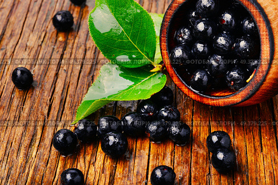 Aronia melanocarpa or black chokeberry with leaves.Herbalism. Chokeberry with leaf. Стоковое фото, агентство Ingram Publishing / Фотобанк Лори
