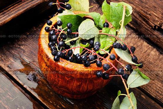 Aronia melanocarpa or black chokeberry with leaves.Herbalist. Chokeberry with leaf. Стоковое фото, агентство Ingram Publishing / Фотобанк Лори