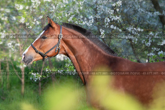 art  portrait of bay beautiful   sportive  horse posing near blossom bush. spring time. Стоковое фото, агентство Ingram Publishing / Фотобанк Лори