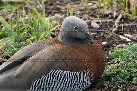 Ashy-headed goose resting at Slimbridge Bird Sanctuary. Стоковое фото, агентство Ingram Publishing / Фотобанк Лори