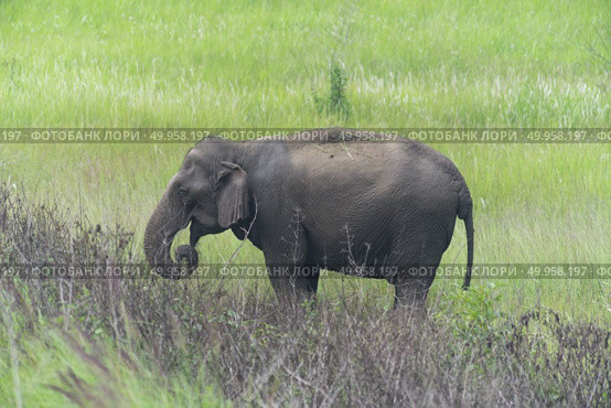 Asian elephant in the forest, Khao Yai National Park. Стоковое фото, агентство Ingram Publishing / Фотобанк Лори